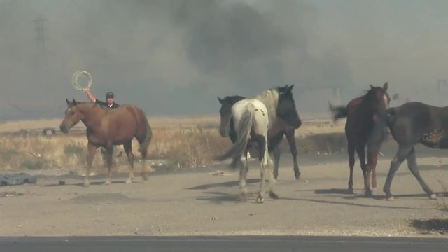 Horses are being evacuated in fire near Cottonwood and Pacheco