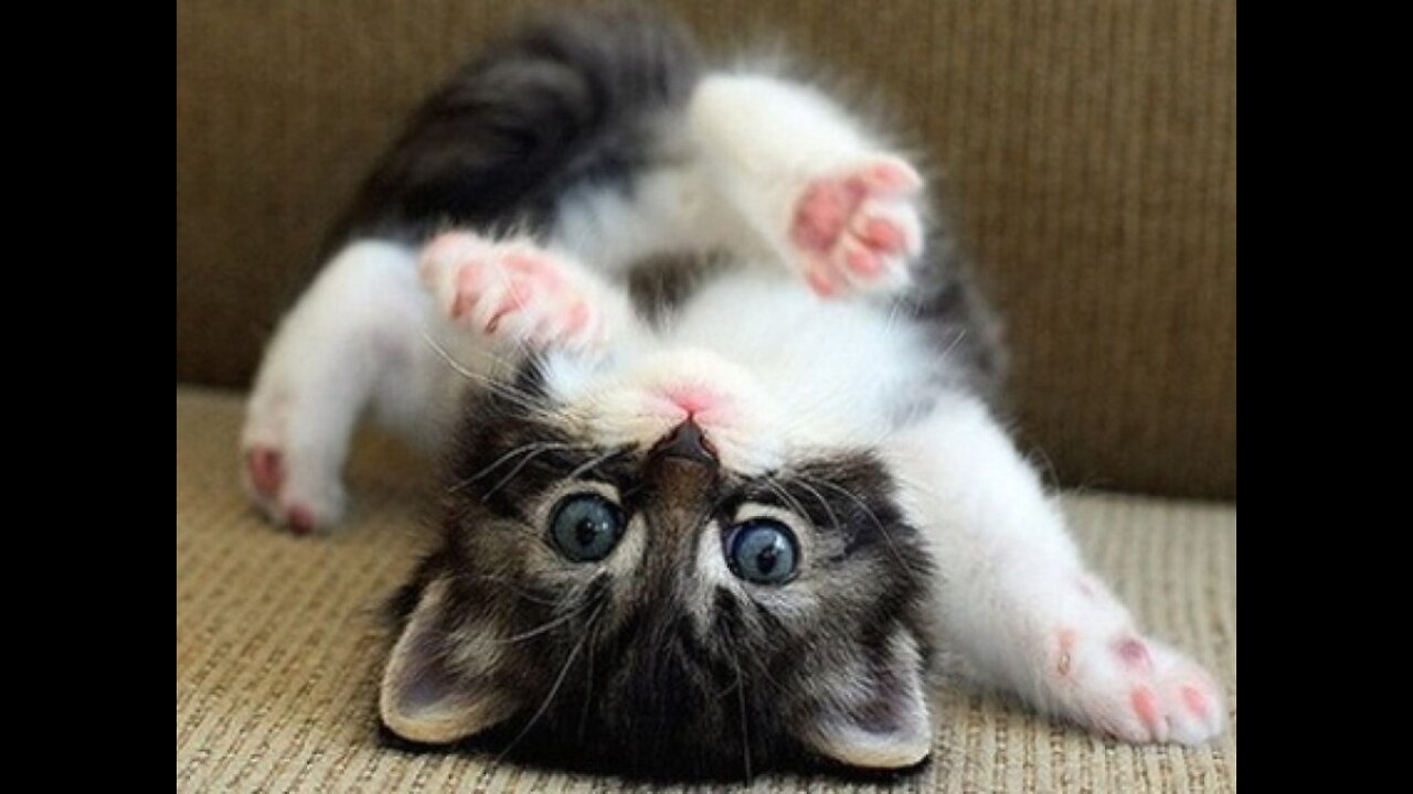 Cute Funny Cat & Kittens