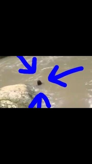 Flat Bridge Mermaid Caught On Camera In Jamaica