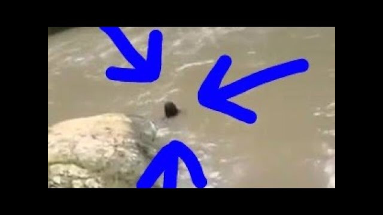 Flat Bridge Mermaid Caught On Camera In Jamaica