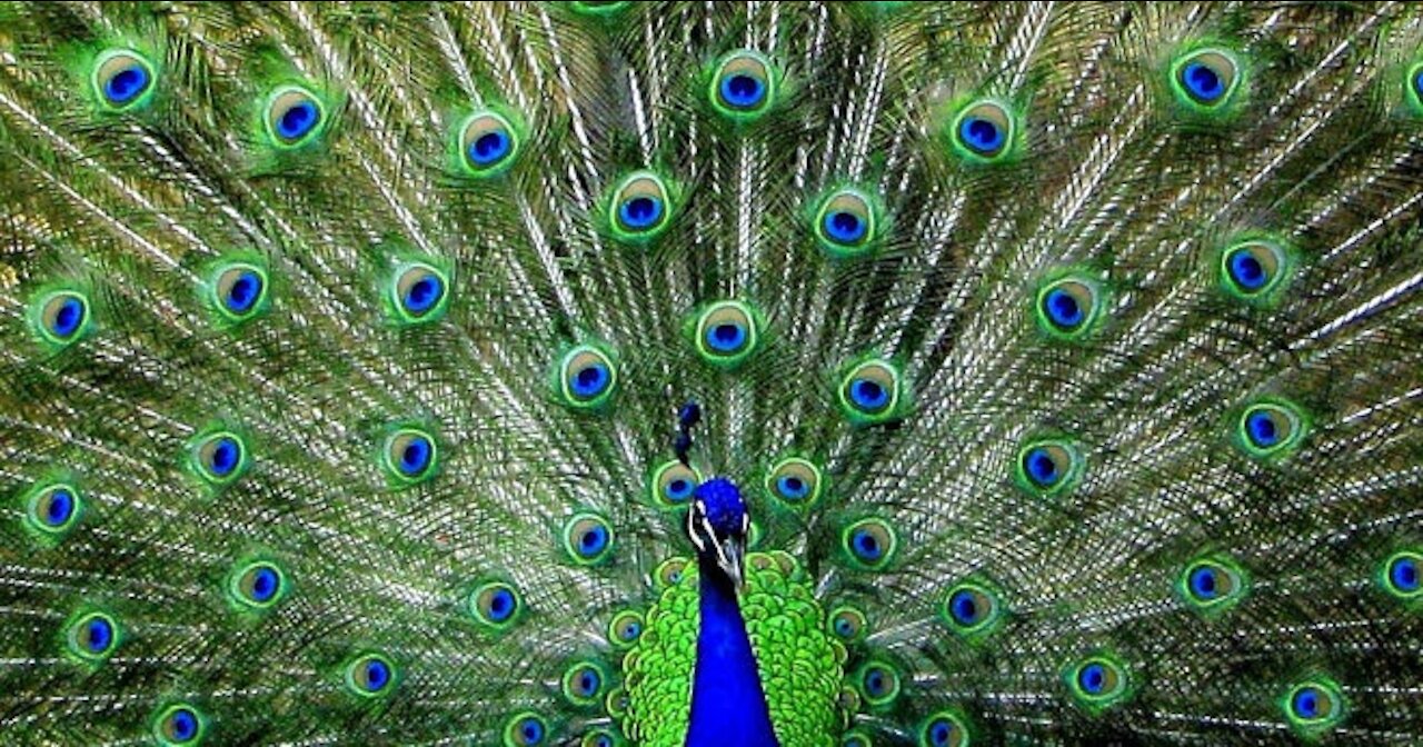 Peacock Mating Captured in the Wild