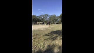 Cricket canter work