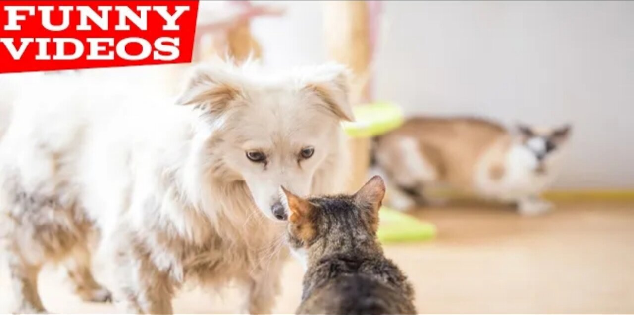 Best Funny Animal Videos of the year (2022),Funniest animal ever. relax with cute animals.AWW anim
