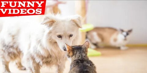 Best Funny Animal Videos of the year (2022),Funniest animal ever. relax with cute animals.AWW anim