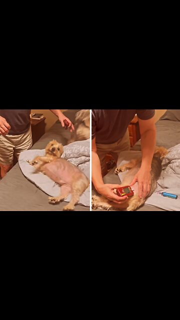 Dog eagerly jumps onto bed to get his blood sugar checked