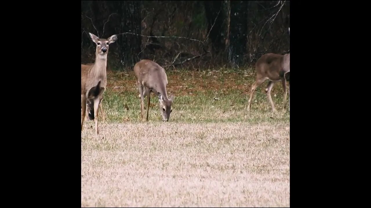 Deer in the Field