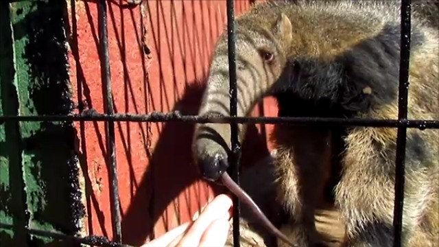 Baby anteater wants to suckle human's fingers