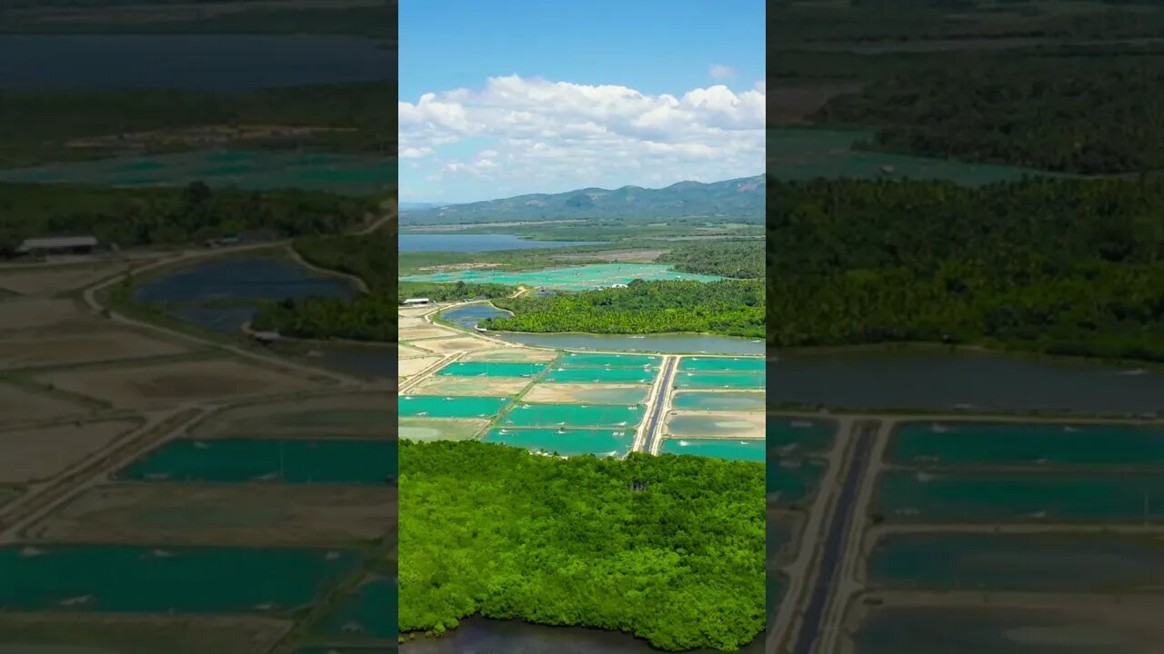 Philippines shrimp farms