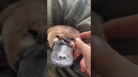 Platypus