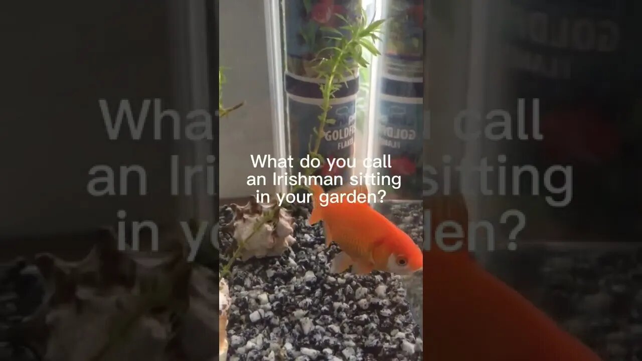 Irish man joke. Subscribe for more great dad jokes. #dadjokes #shorts #irishjokes