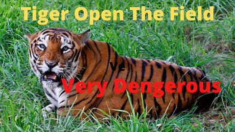 Tiger attact,Tiger Open the Field, Very Dengerous