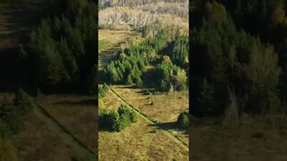 Pine Trees from a Drone in Canada