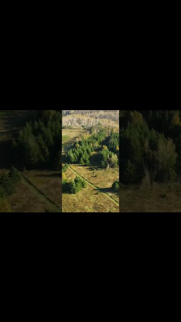 Pine Trees from a Drone in Canada
