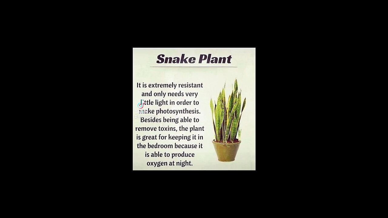 snake plant