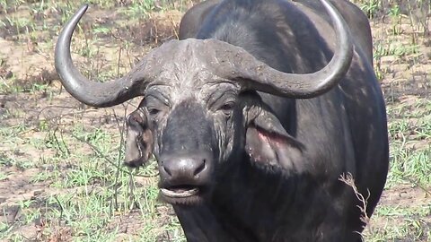 African Buffalo info