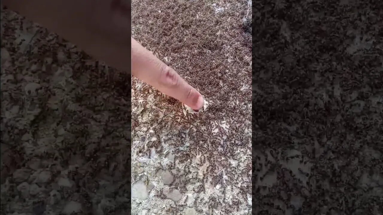 What Happens When you touch a Swarm of Ants