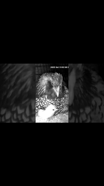 Baby chick and mother hun