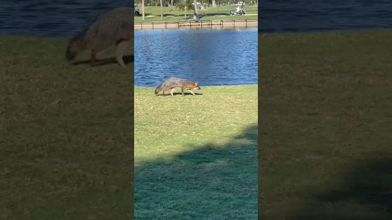 Bonus Fox on the Course! #fox #golf #golfcourse #shorts