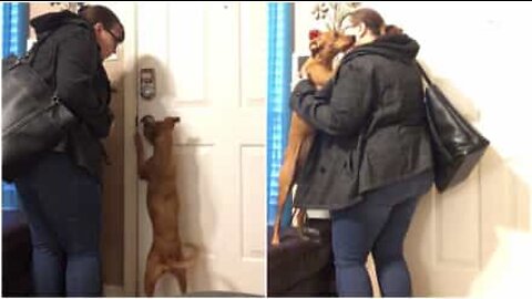 Cagnolina fa di tutto per uscire con la padrona