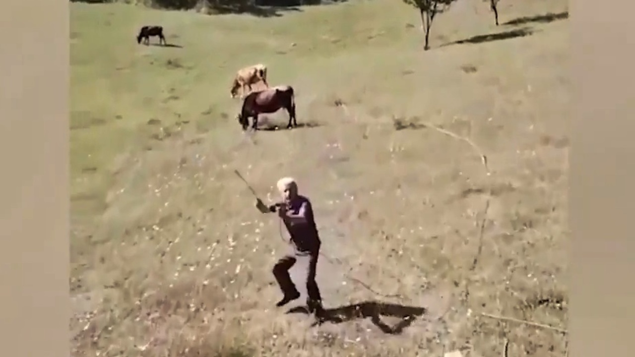 Shepherd sees drone for first time, tries to attack it