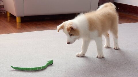 How does a puppy react when it sees a snake on the move?