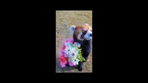 Going on his first date