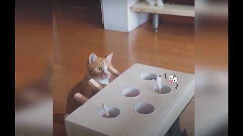 Cat Reaction to Playing Toy