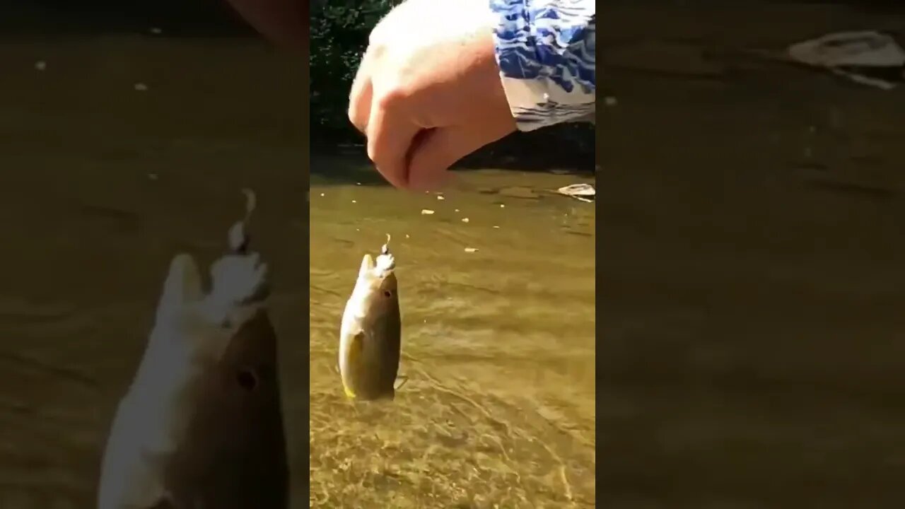 🎣🎣 Little Smallmouth Learns to Fly! - On the Real #fishing #smallmouthbassfishing