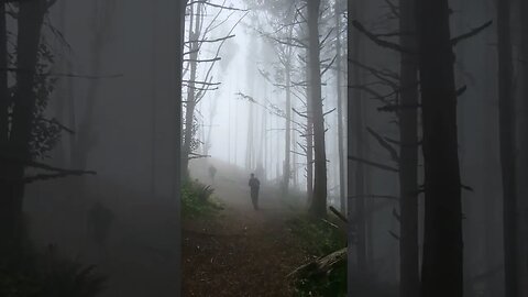 PNW Vibe #pnw #hikingtrails #hikinglife #nature #forest