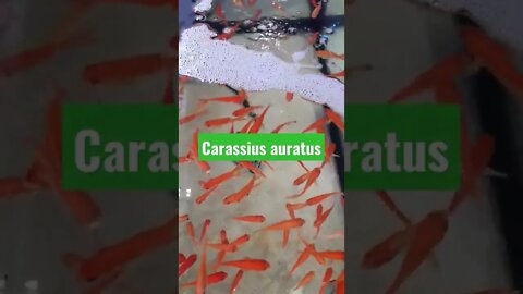 Red fish(Carassius auratus)