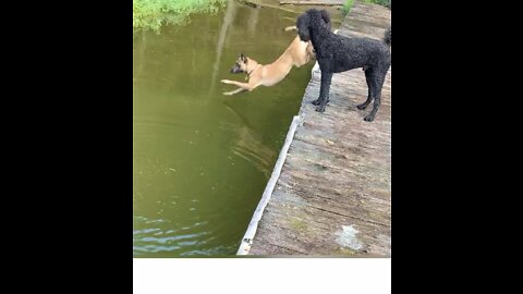 Dog takes first big leap into water over her head