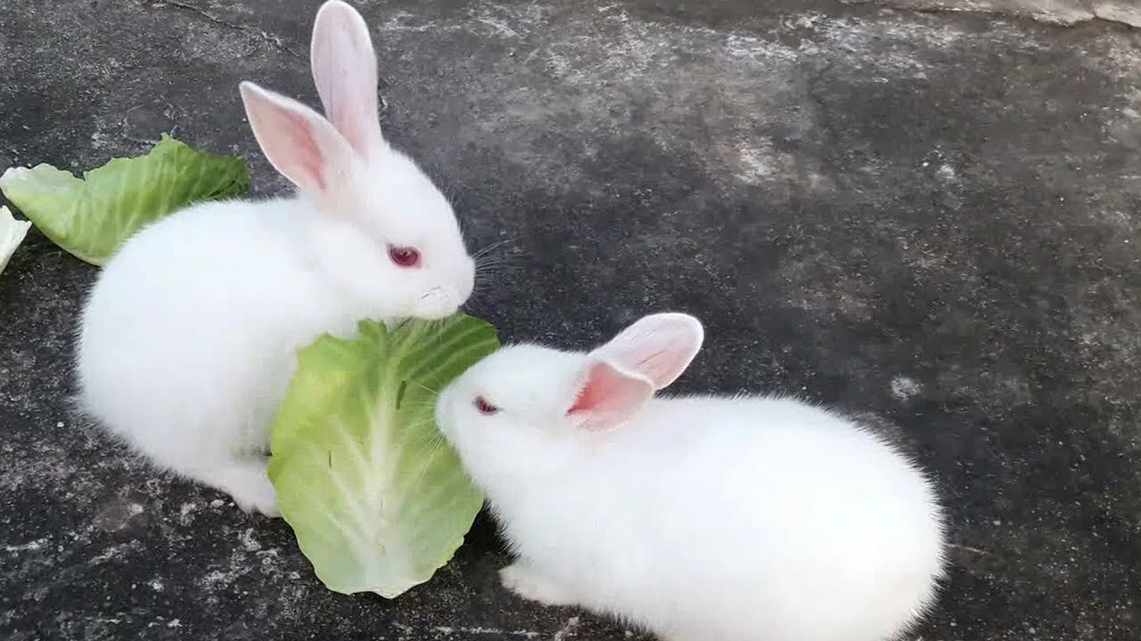 Dwarf Bunny Running Circles Around Shihtzu Puppy