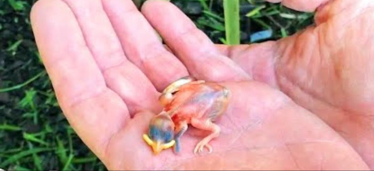 A Couple Finds Tiny Sparrow After A Storm