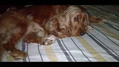 #dogshow(5)
