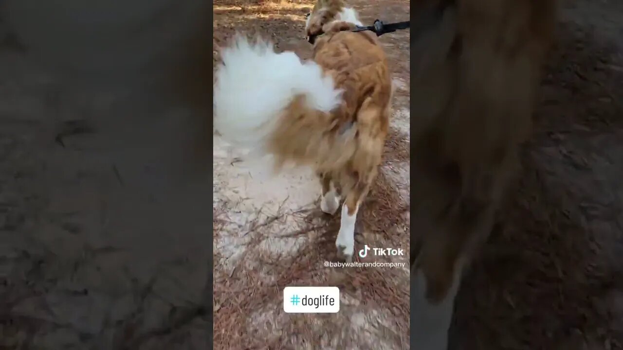 Look at that sway. #sway #dog #dogs #fluffy #walk