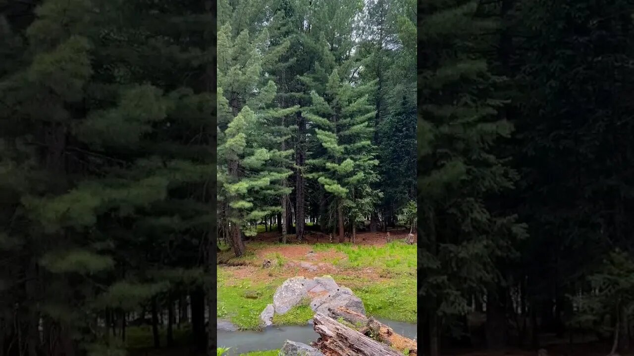 Beautiful Puran Valley Shangla #viral #youtubeshorts #foryou #@Mixhub596