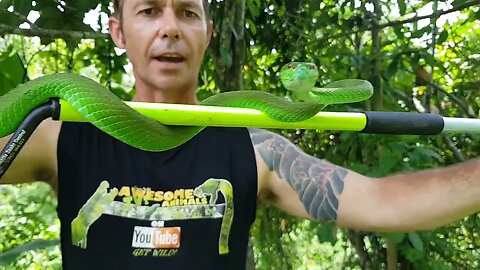 Emerald Green Viper Venom Extraction!