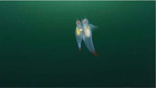 Rare clip shows the delicate beauty of sea angels