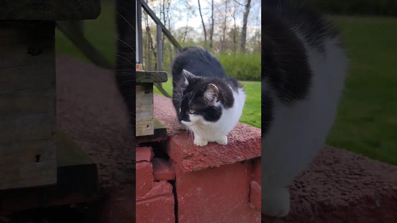 Kitties are back home...