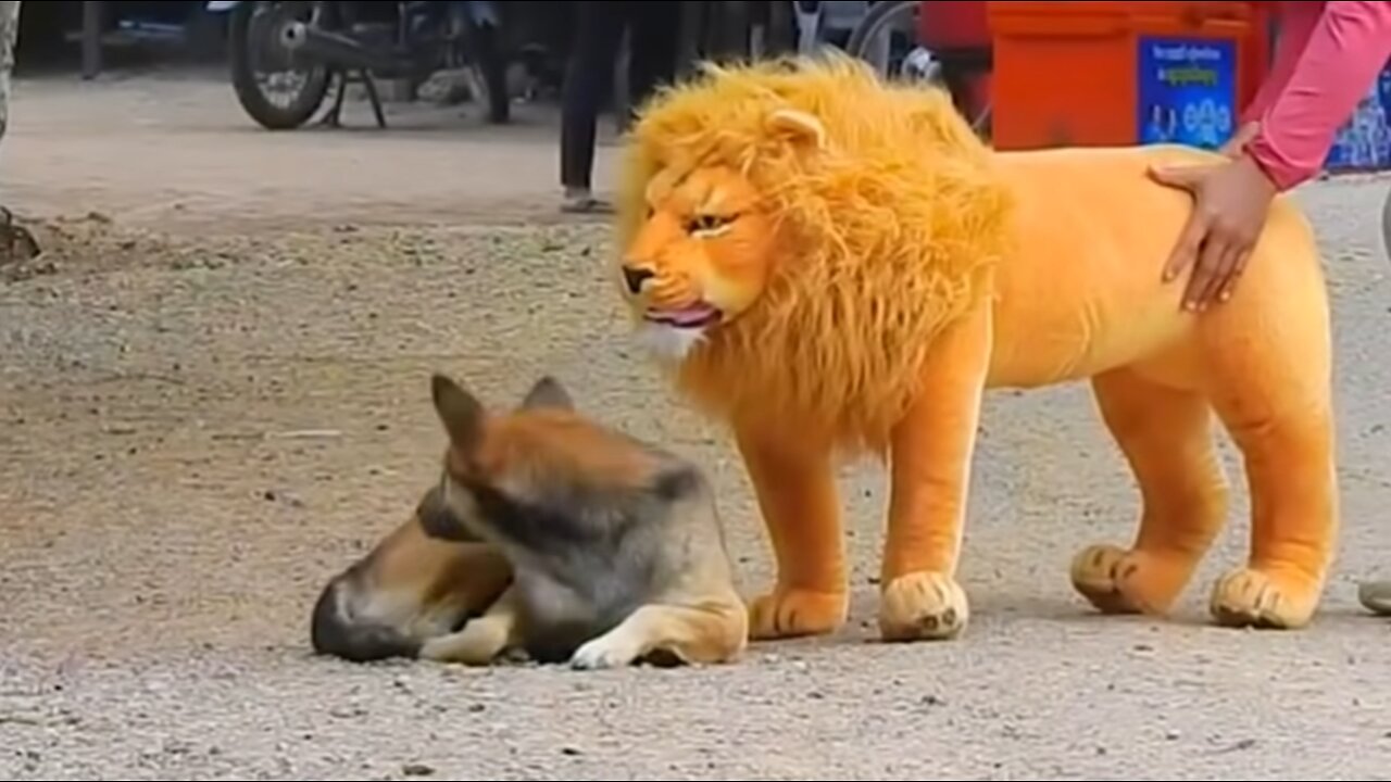 FUNNY *DOG PRANK* & *FAKE LION & FAKE TIGER PRANK TO DOG*