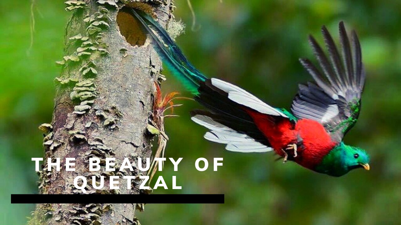 The wonderful bird that was like the god of an ancient tribe.