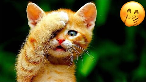 Funny Animal Videos 2022 😂 - Best Dogs And Cats Videos 😺😍