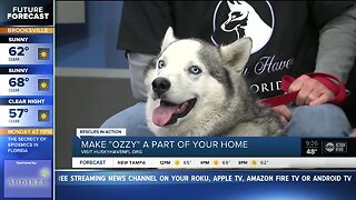 Rescues in Action Feb. 22 | Ozzy needs furever home