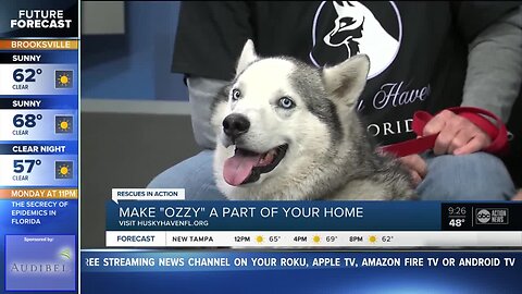 Rescues in Action Feb. 22 | Ozzy needs furever home