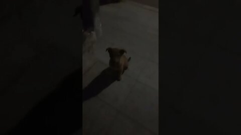 جرو صغير يبحث عن صديقه ويبكى لانه لم يجده