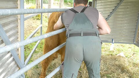 Reaching Into a Cow's Rear End | Is the calf dead?