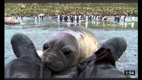 Curious baby seal approach cameraman