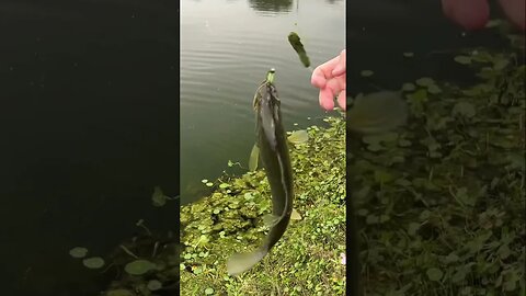 Took the new Twerkin’ Minnow for a swim today. #fishing #bassfishing #bass #pondfishing #shorts