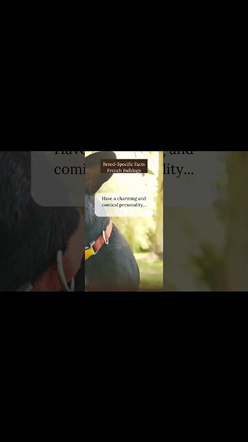 Charming Facts about French Bulldogs