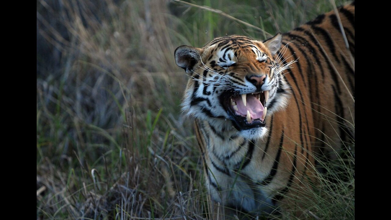 Creature And Beautiful Wild Life Animals